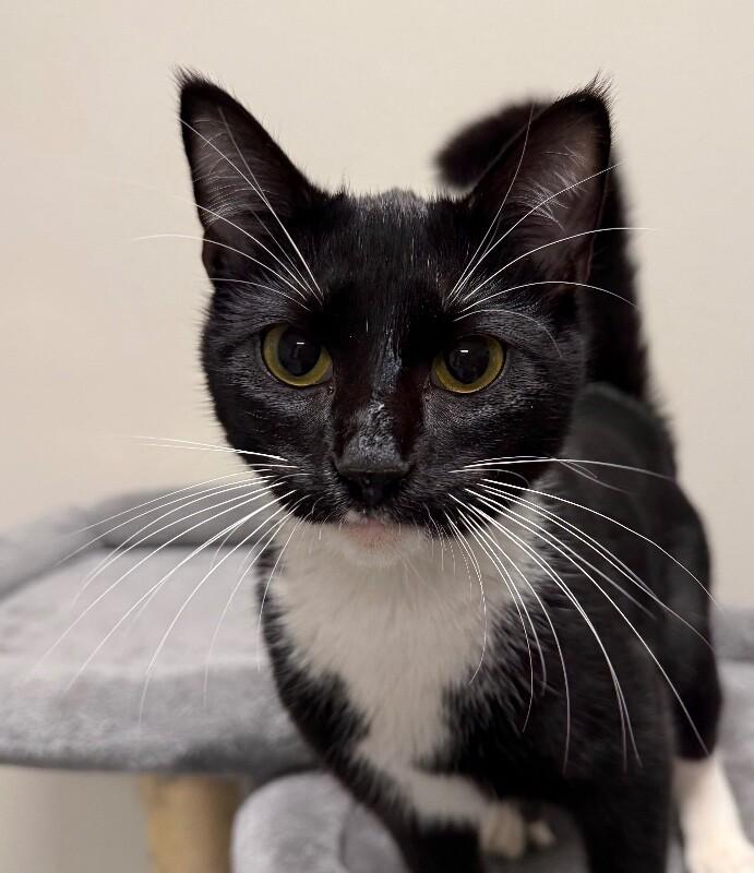 Binx, Adoptable, Young Male Domestic Short Hair.