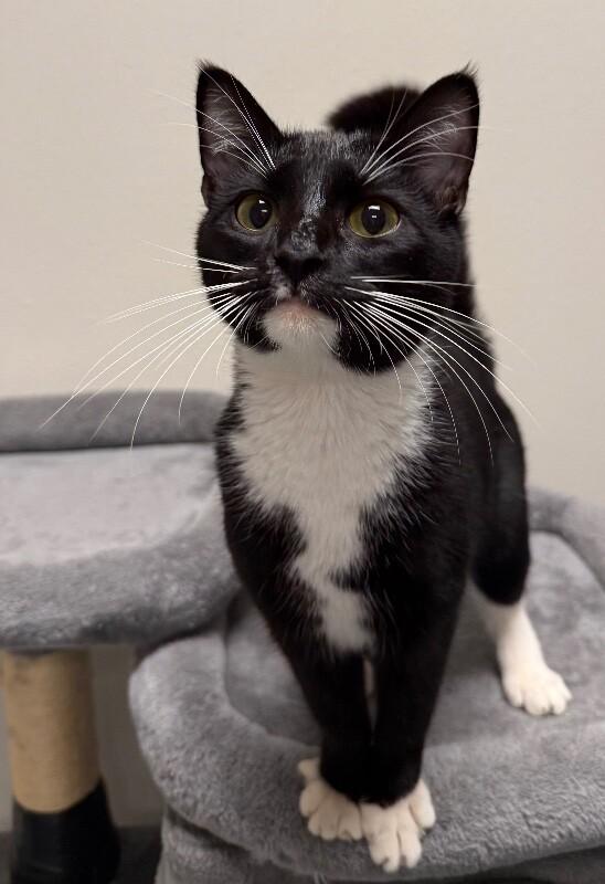 Enlarge Binx, a Adoptable Domestic Short Hair in Yankton, SD image 2/4