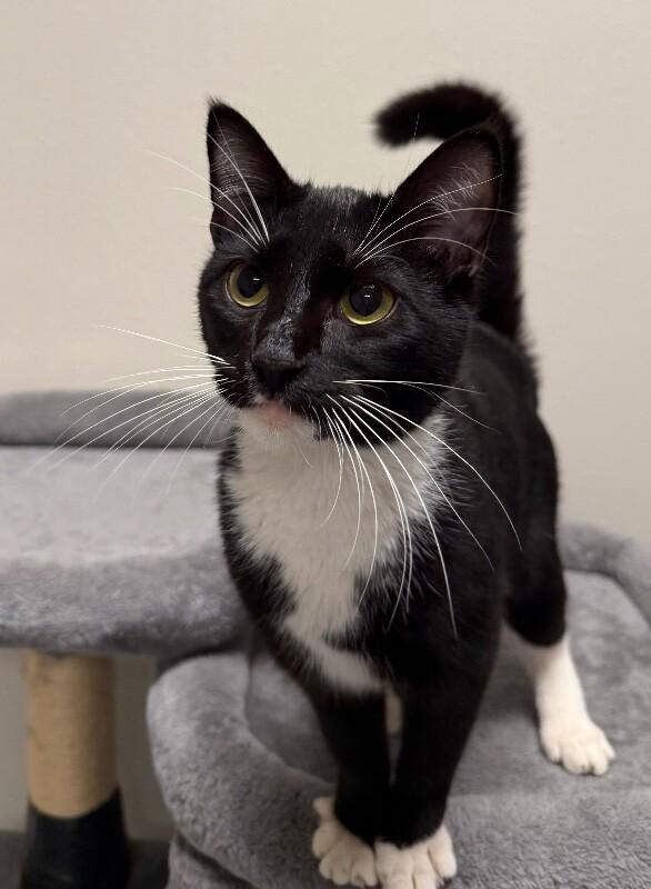 Enlarge Binx, a Adoptable Domestic Short Hair in Yankton, SD image 3/4