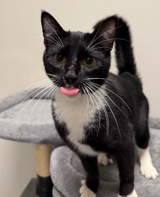 Enlarge Binx, a Adoptable Domestic Short Hair in Yankton, SD image 4/4