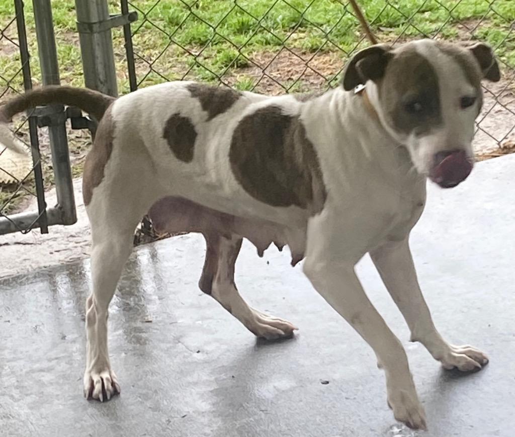 Amelia, Adoptable, Young Female Pit Bull Terrier.