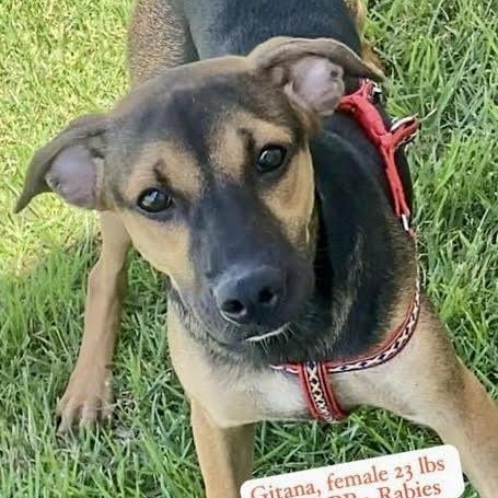 Gitana, Adoptable, Young Female Shepherd.