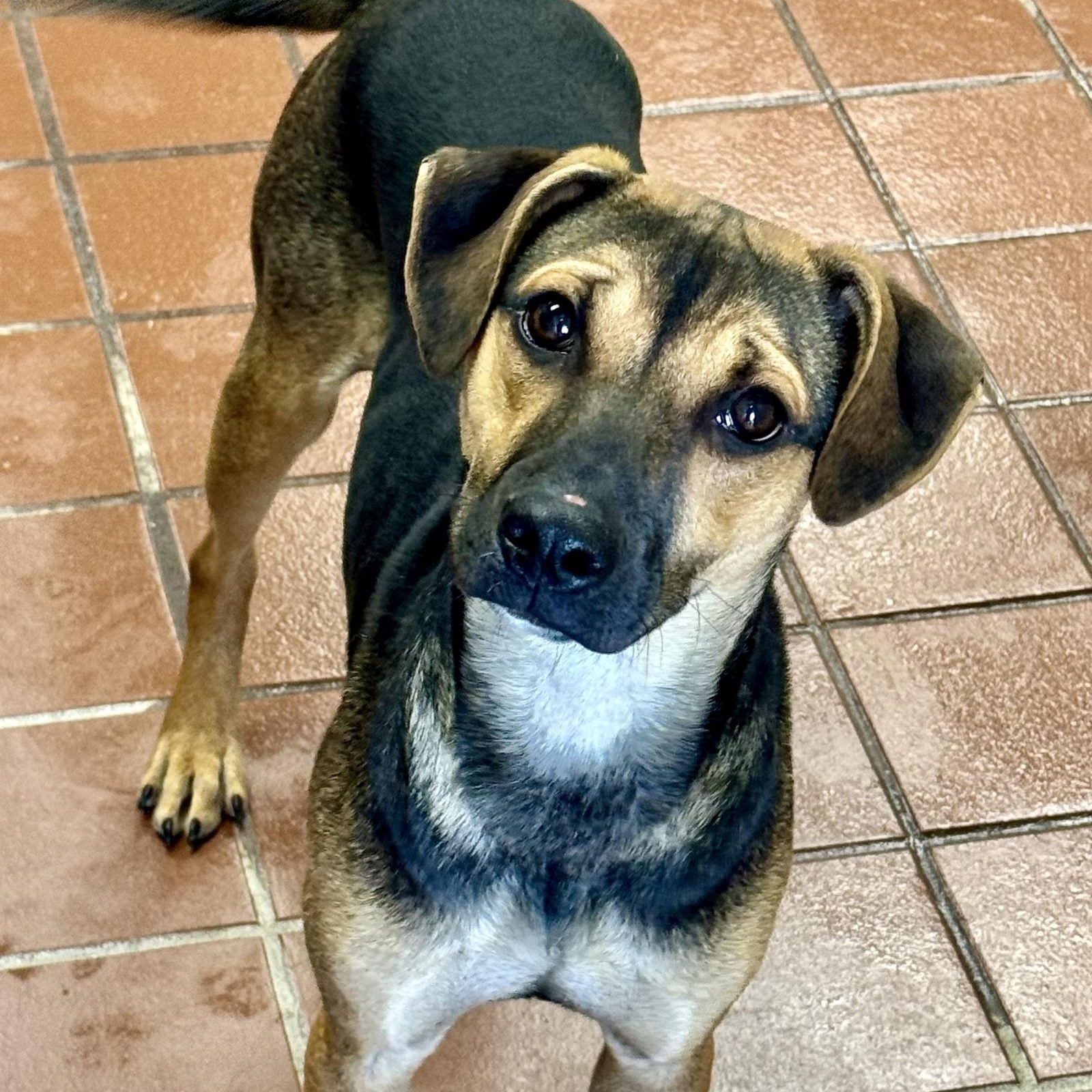 Enlarge Gitana, a Adoptable Shepherd in Lake Hopatcong, NJ image 1/3