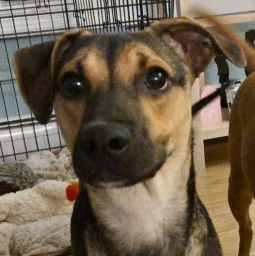 Enlarge Gitana, a Adoptable Shepherd in Lake Hopatcong, NJ image 2/3