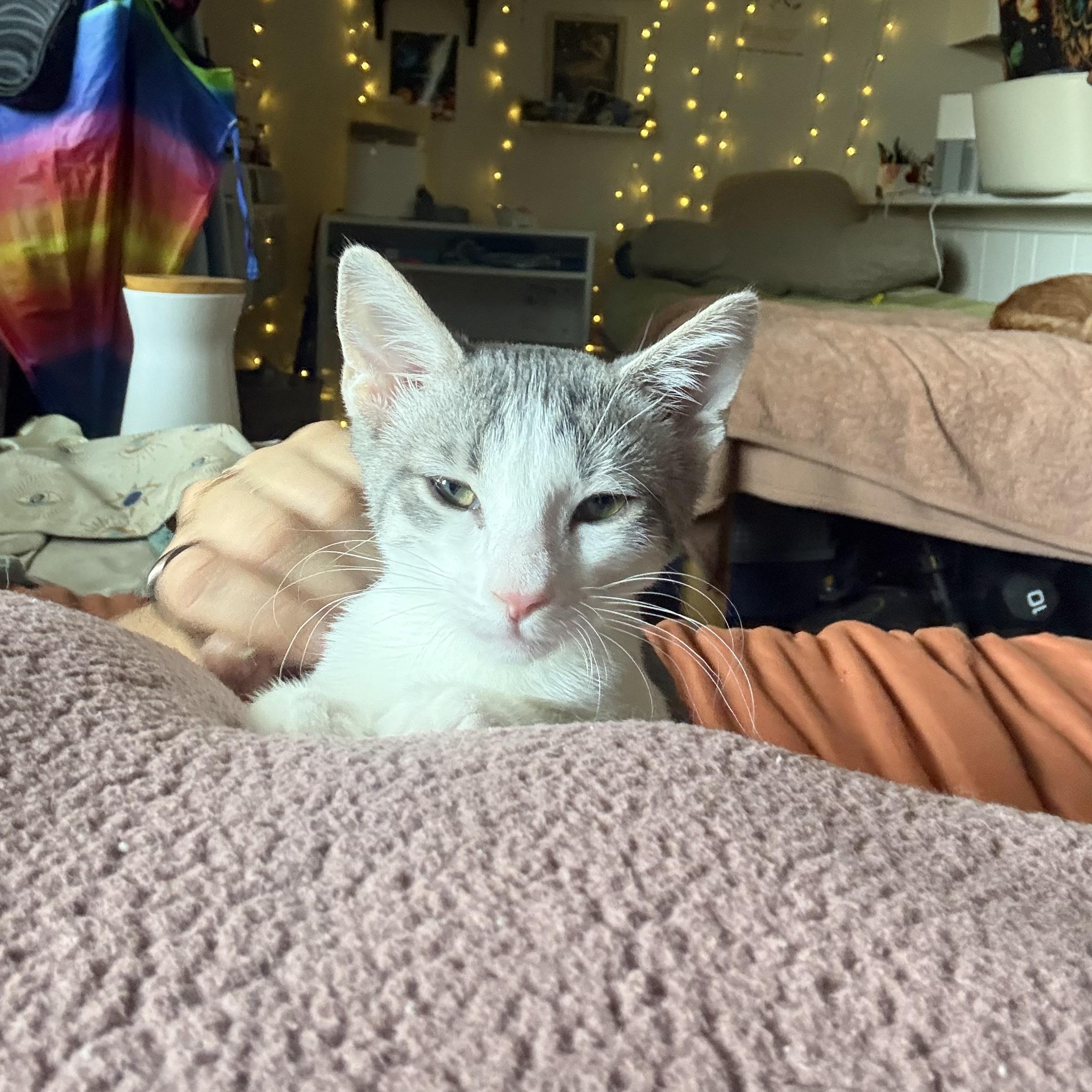 Hart, an adoptable Domestic Short Hair in Santa Monica, CA image 2/2