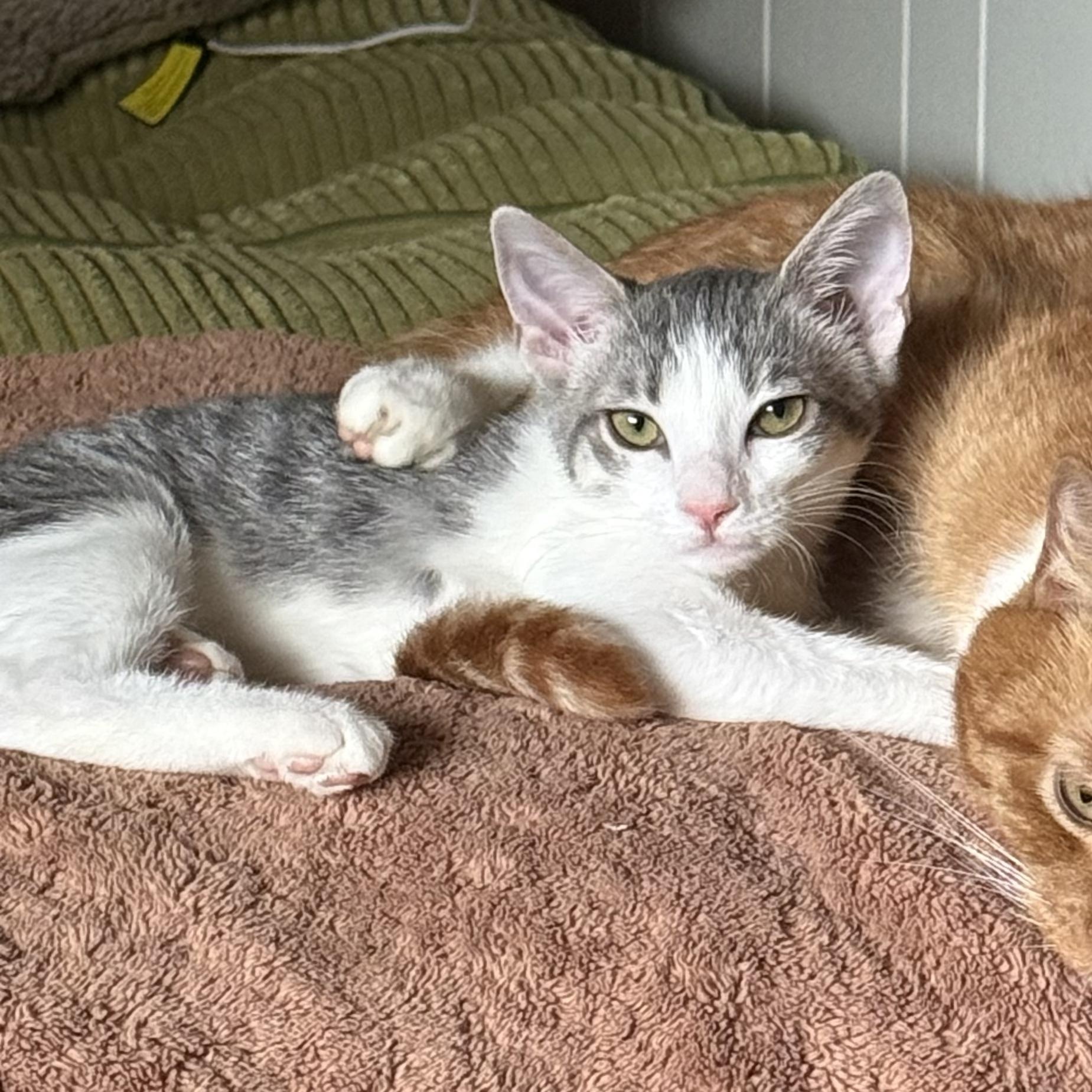 Hart, adoptable, Young Female Domestic Short Hair.