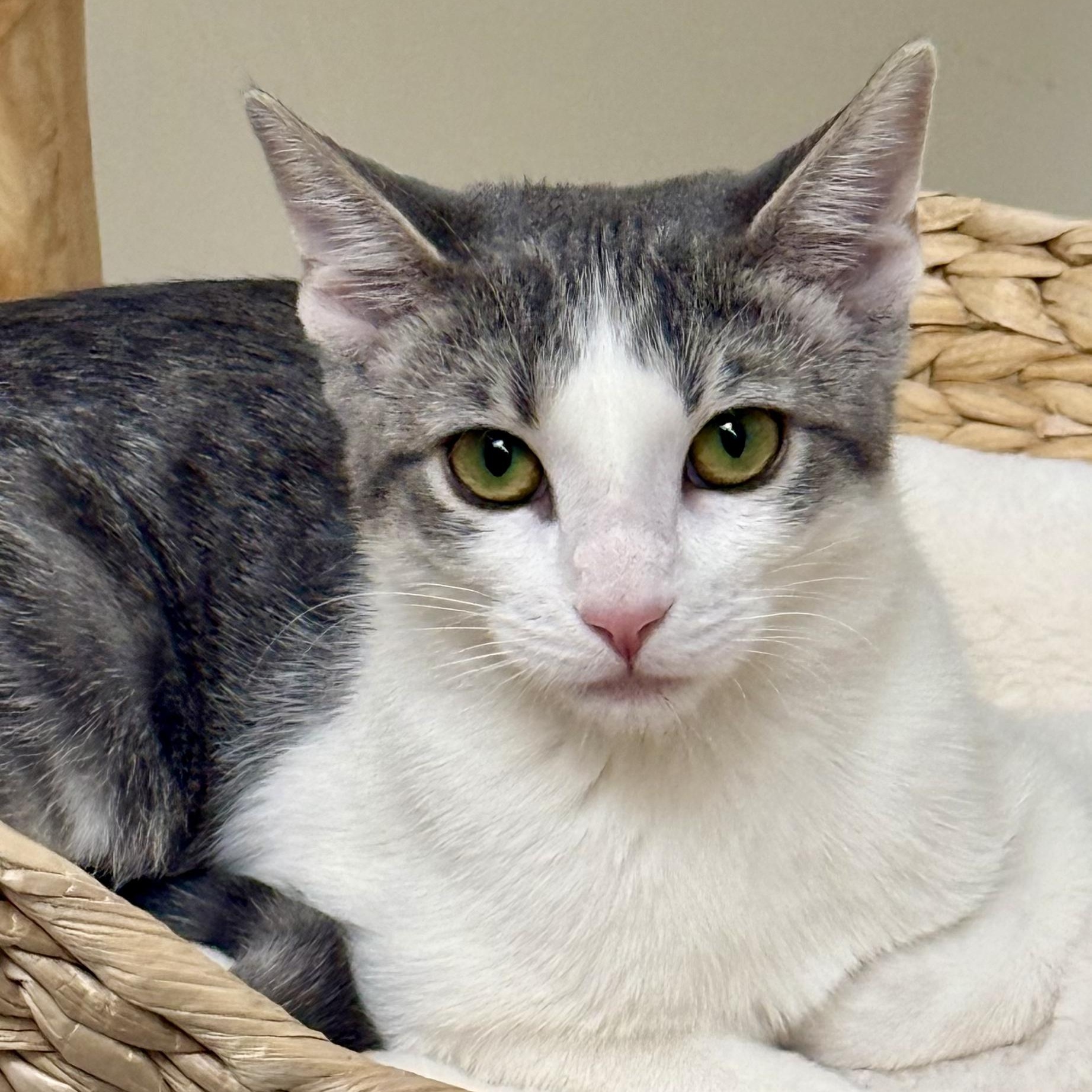 Enlarge Hart, a Adoptable Domestic Short Hair in Santa Monica, CA image 1/3