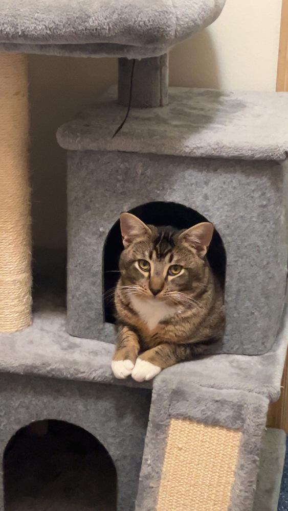 Enlarge Mittens, a Adoptable mixed breed in Bellingham, WA image 4/6