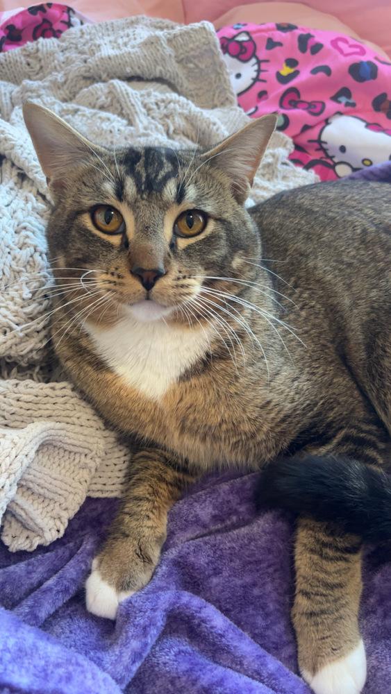 Enlarge Mittens, a Adoptable mixed breed in Bellingham, WA image 5/6