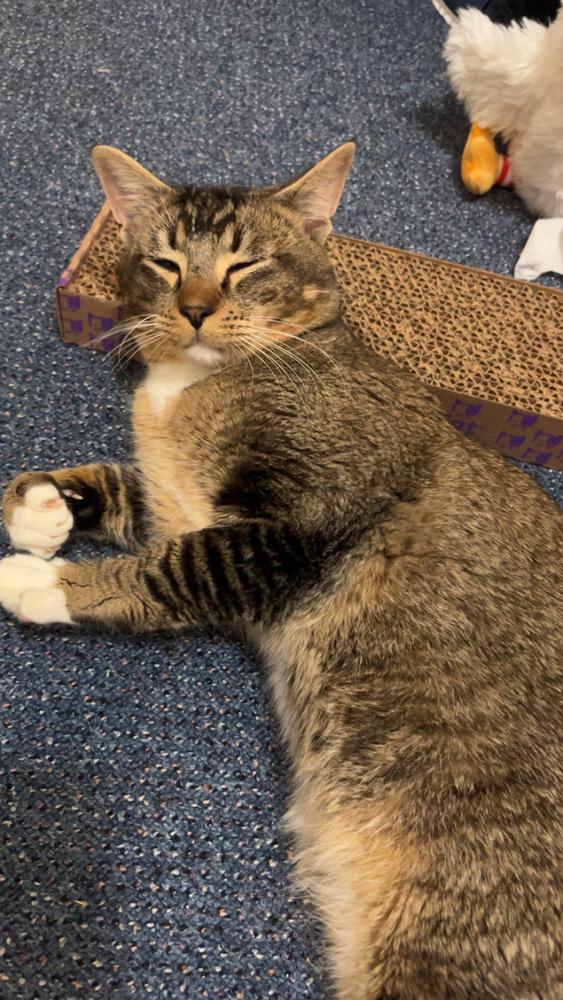 Enlarge Mittens, a Adoptable mixed breed in Bellingham, WA image 6/6