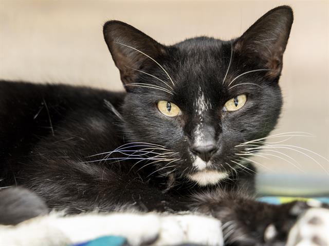 LEWIS, Adoptable, Adult Male Domestic Short Hair.