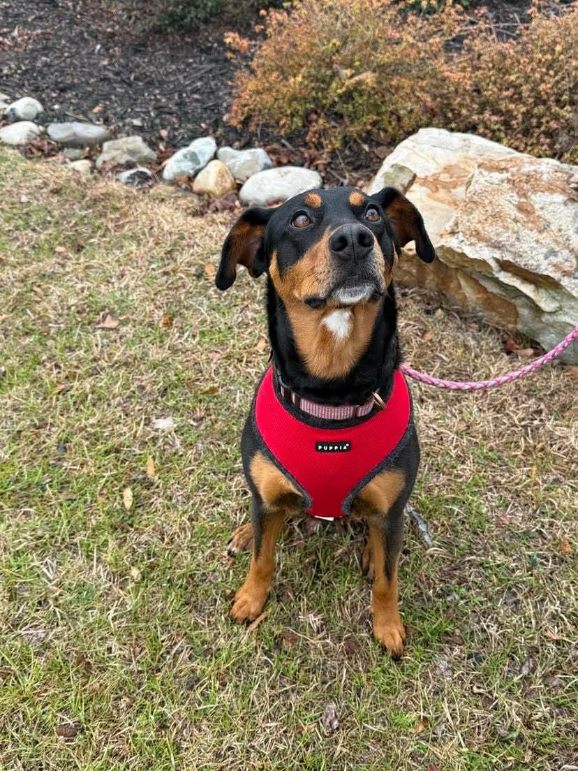 Sable, Adoptable, Adult Female Doberman Pinscher & Hound.