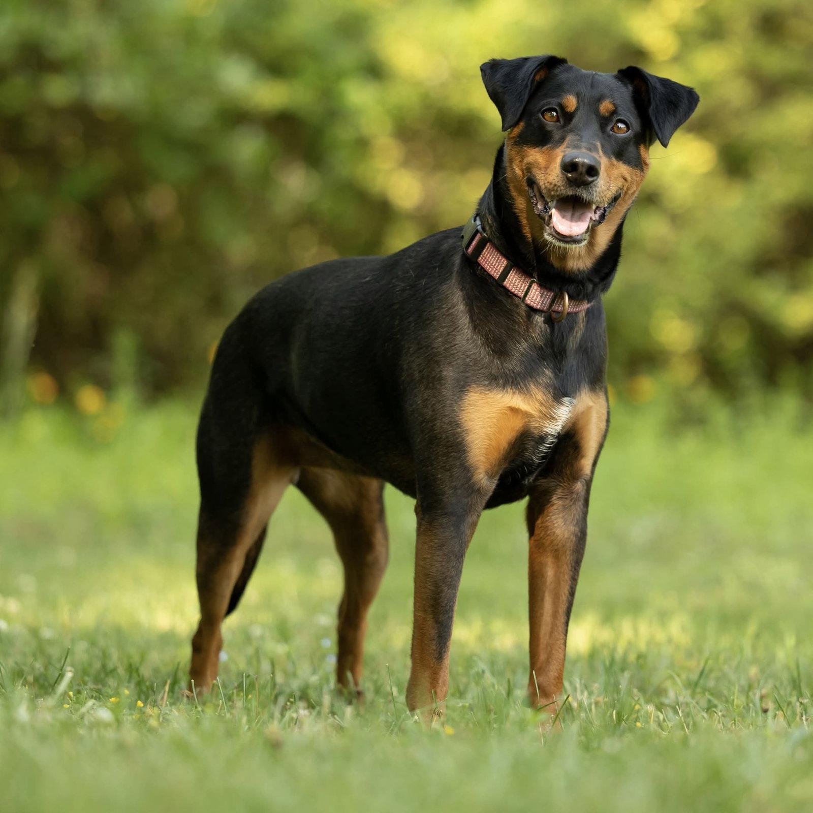 Sable, a Adoptable mixed breed in Charlotte, NC image 2/3