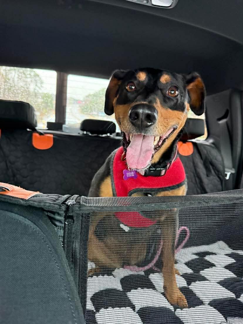 Enlarge Sable, a Adoptable mixed breed in Holly Springs, NC image 2/3