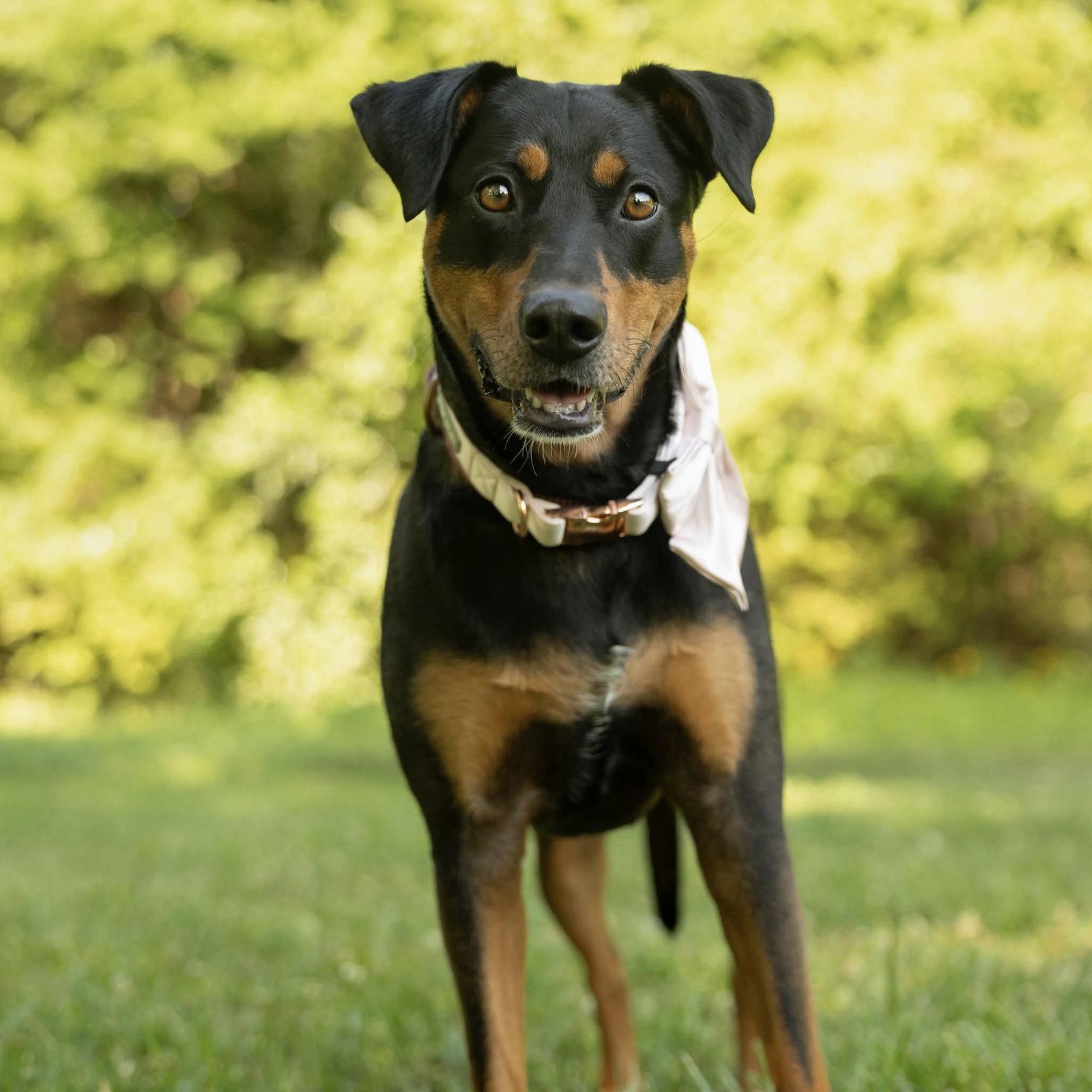 Sable, a Adoptable mixed breed in Charlotte, NC image 3/3