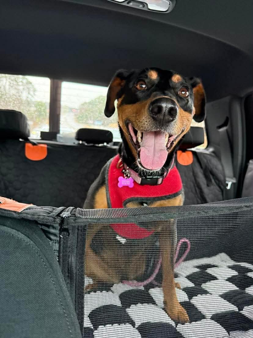 Enlarge Sable, a Adoptable mixed breed in Holly Springs, NC image 3/3