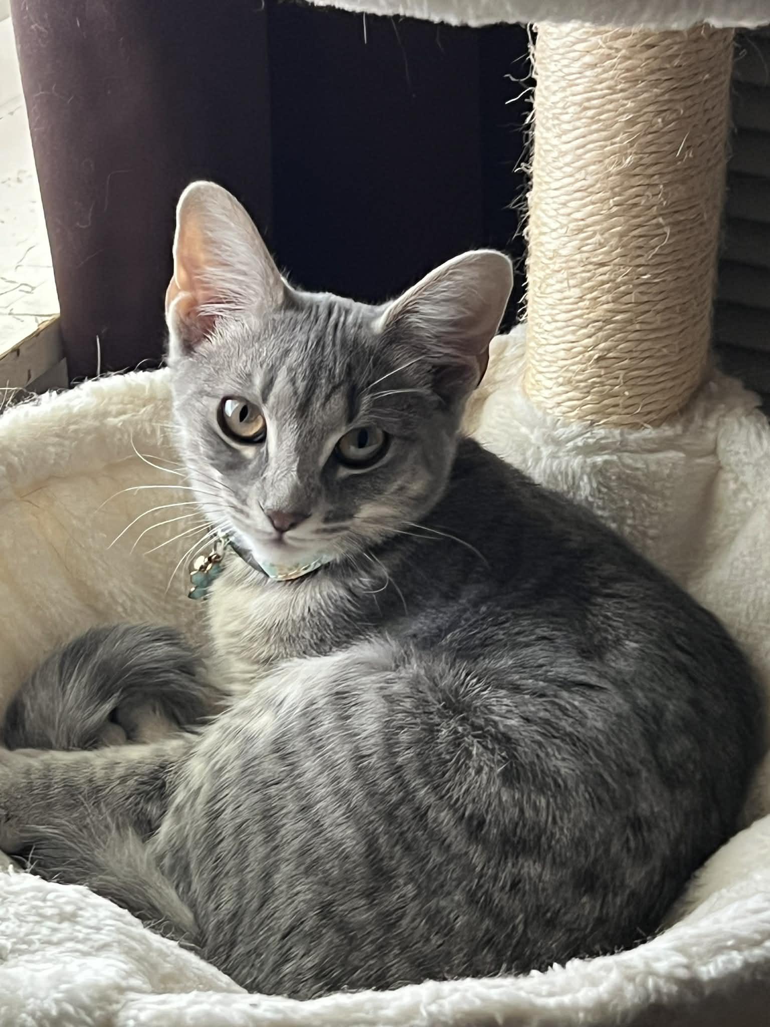 Leena, Adoptable, Kitten Female Domestic Short Hair.