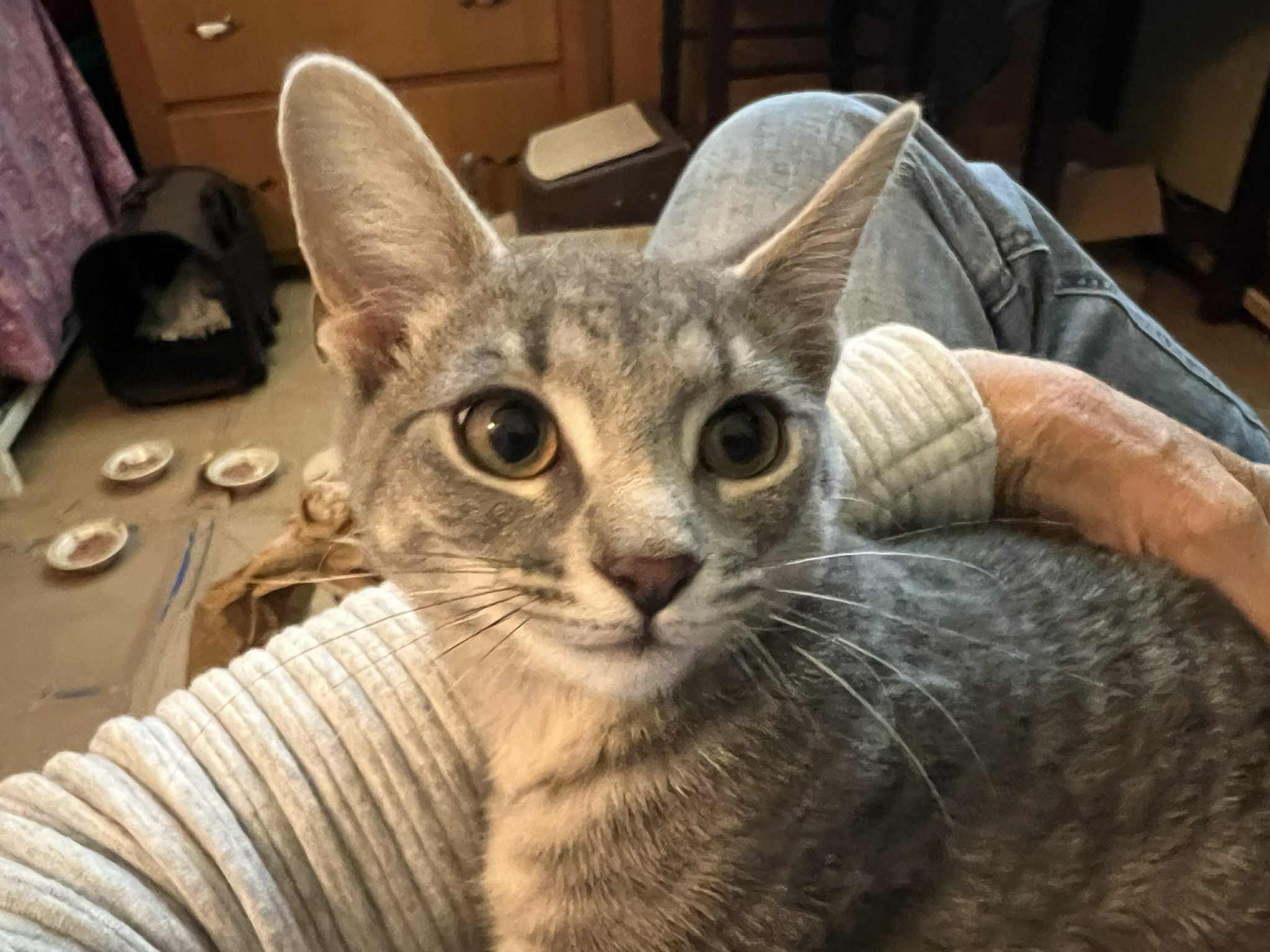 Enlarge Leena, a Adoptable mixed breed in Nesquehoning, PA image 3/6