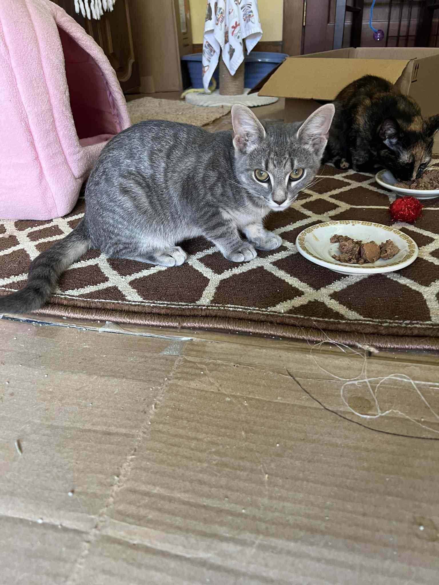 Enlarge Leena, a Adoptable mixed breed in Nesquehoning, PA image 5/6