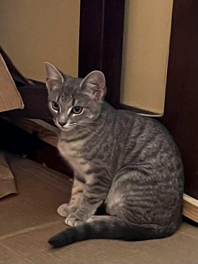 Leena, Adoptable, Kitten Female Domestic Short Hair.