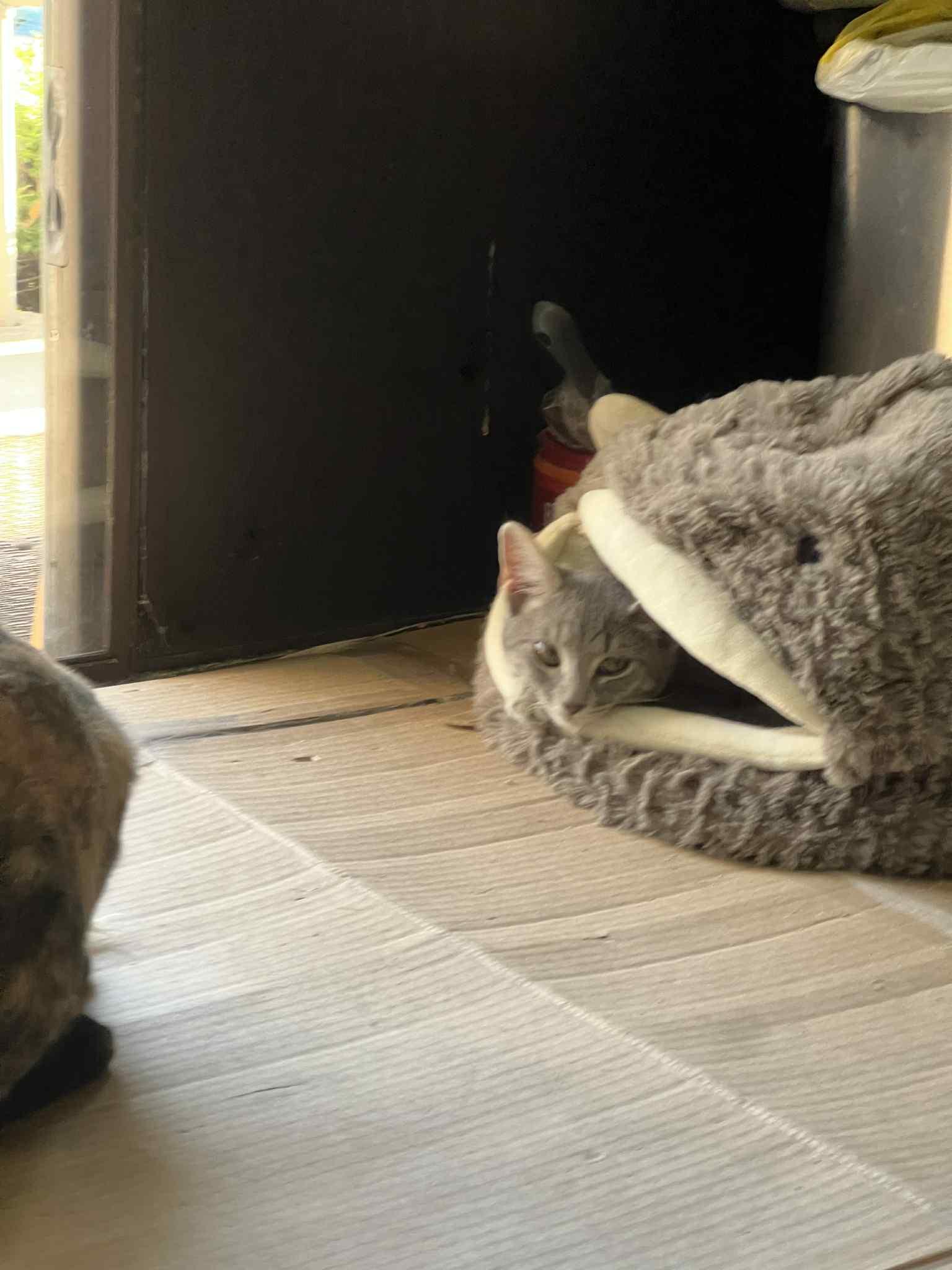 Enlarge Leena, a Adoptable mixed breed in Nesquehoning, PA image 4/6