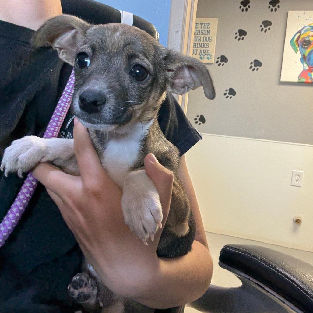 Enlarge Iris, an adopted Chihuahua in Casa Grande, AZ image 1/1