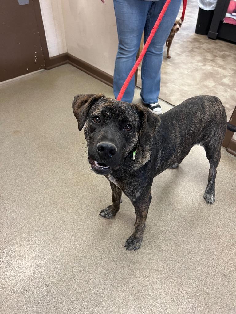 Tupac, Adoptable, Young Male Mixed Breed.