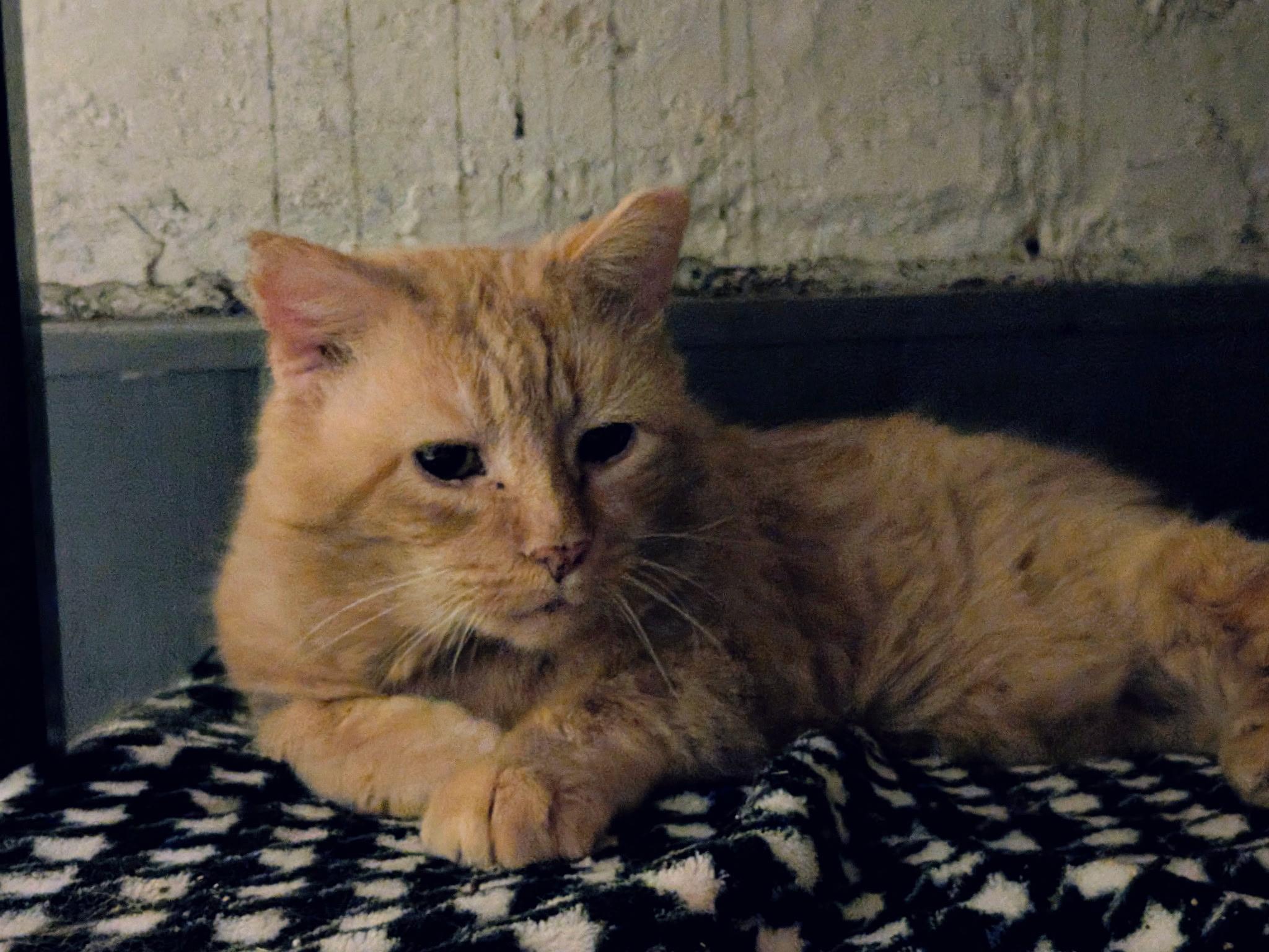 Finn, ADOPTABLE, Adult Male Domestic Short Hair.