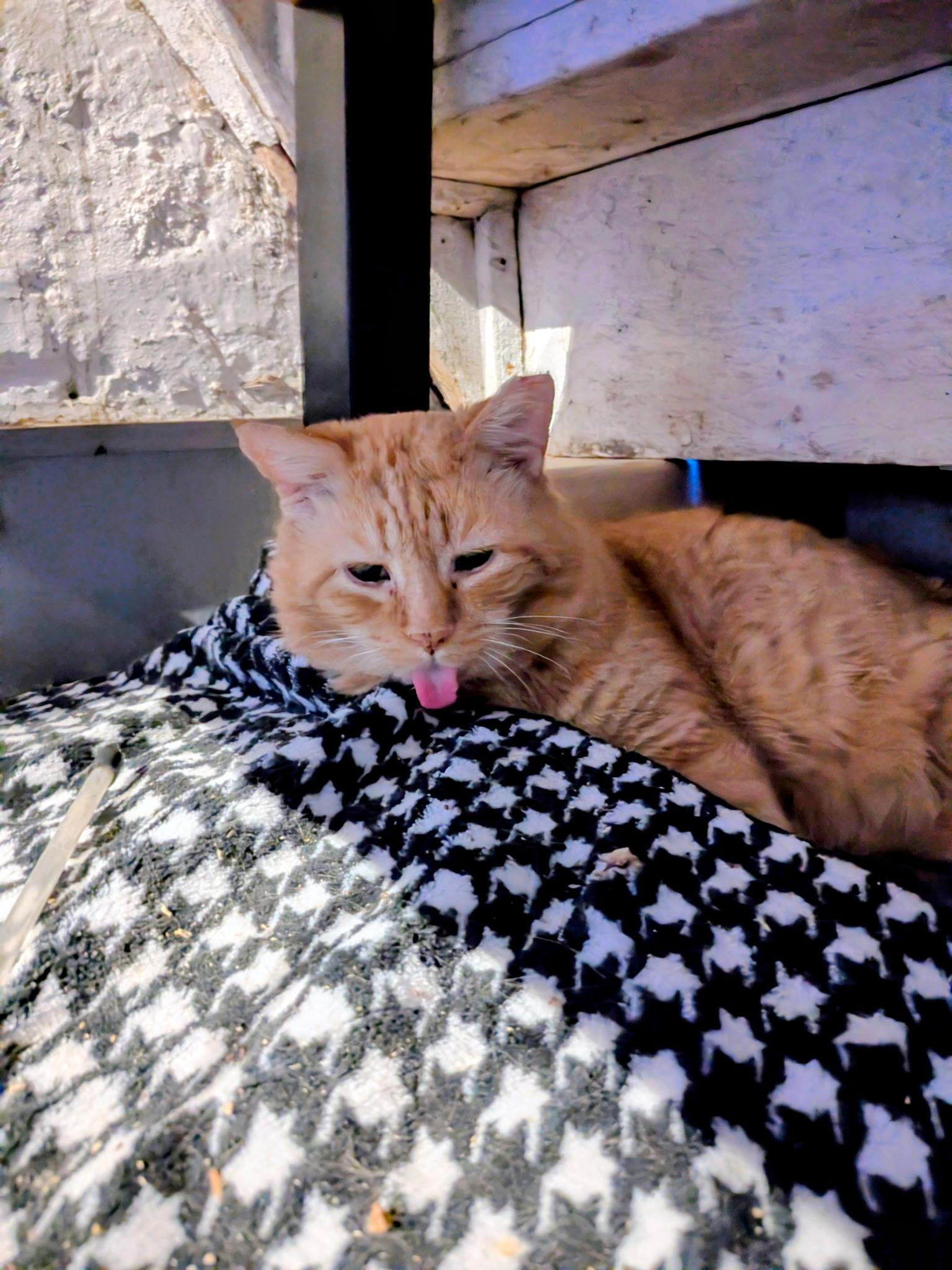 Enlarge Finn, a ADOPTABLE Domestic Short Hair in Columbus, OH image 2/5