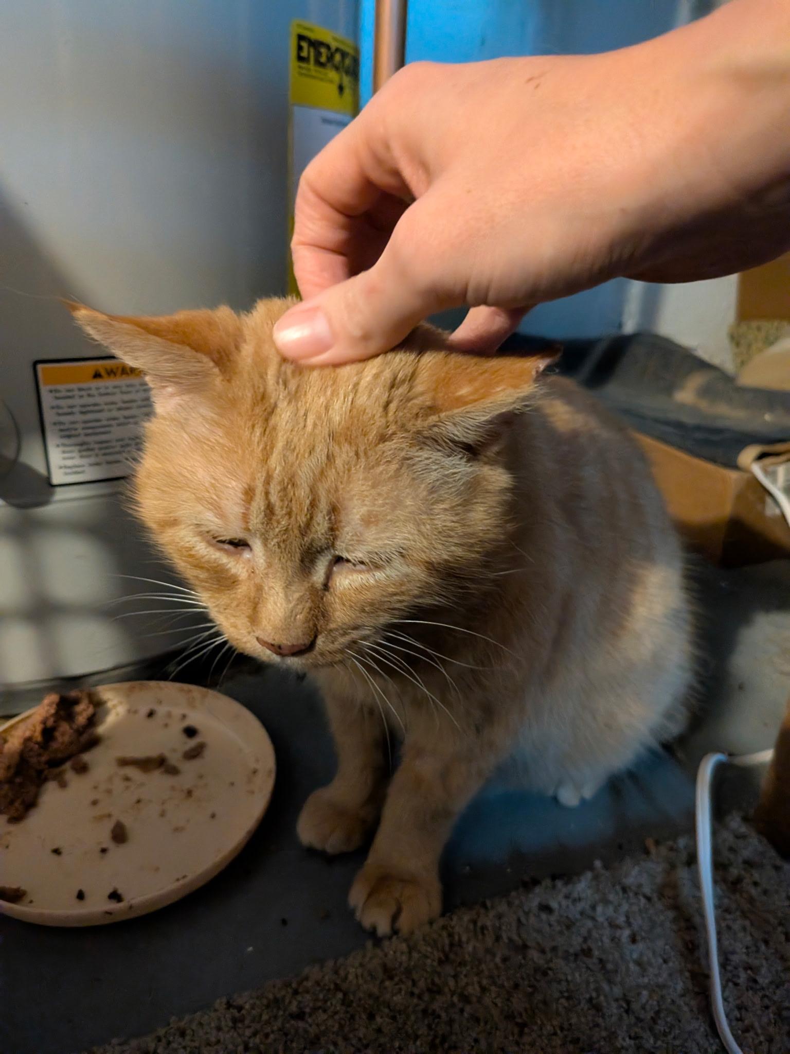 Enlarge Finn, a ADOPTABLE Domestic Short Hair in Columbus, OH image 3/5