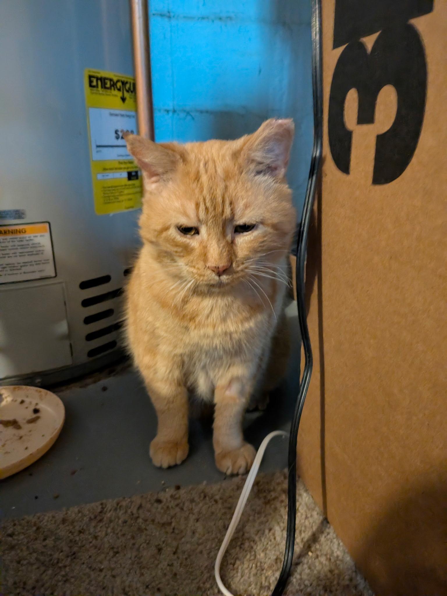 Enlarge Finn, a ADOPTABLE Domestic Short Hair in Columbus, OH image 5/5