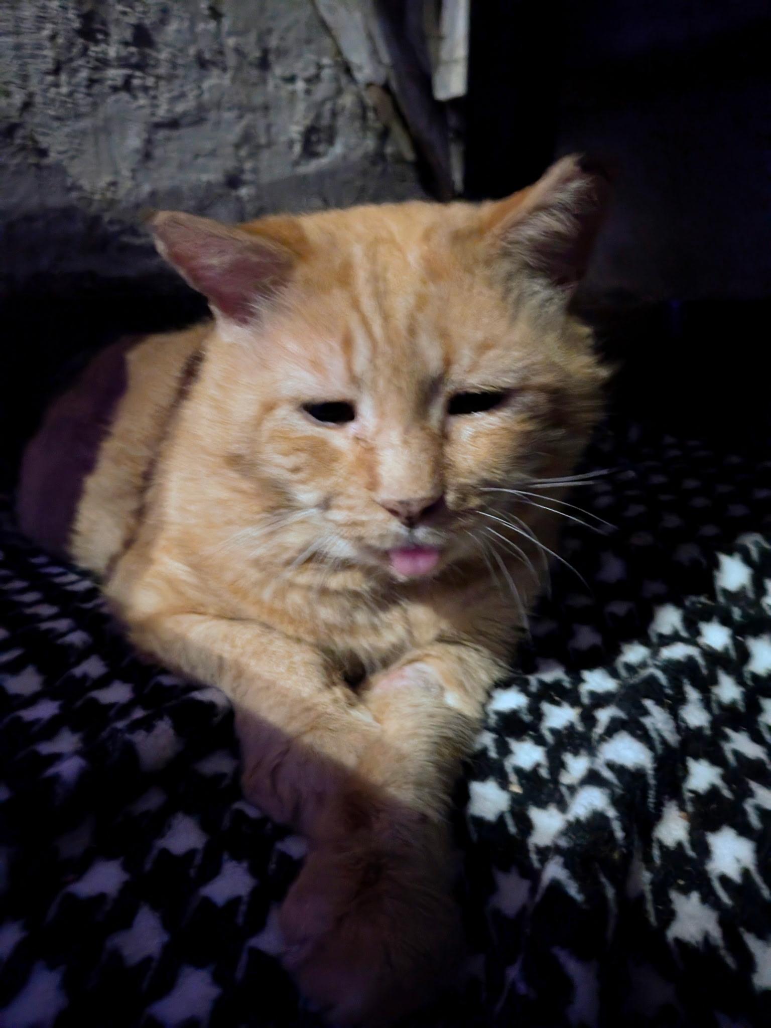 Enlarge Finn, a ADOPTABLE Domestic Short Hair in Columbus, OH image 4/5