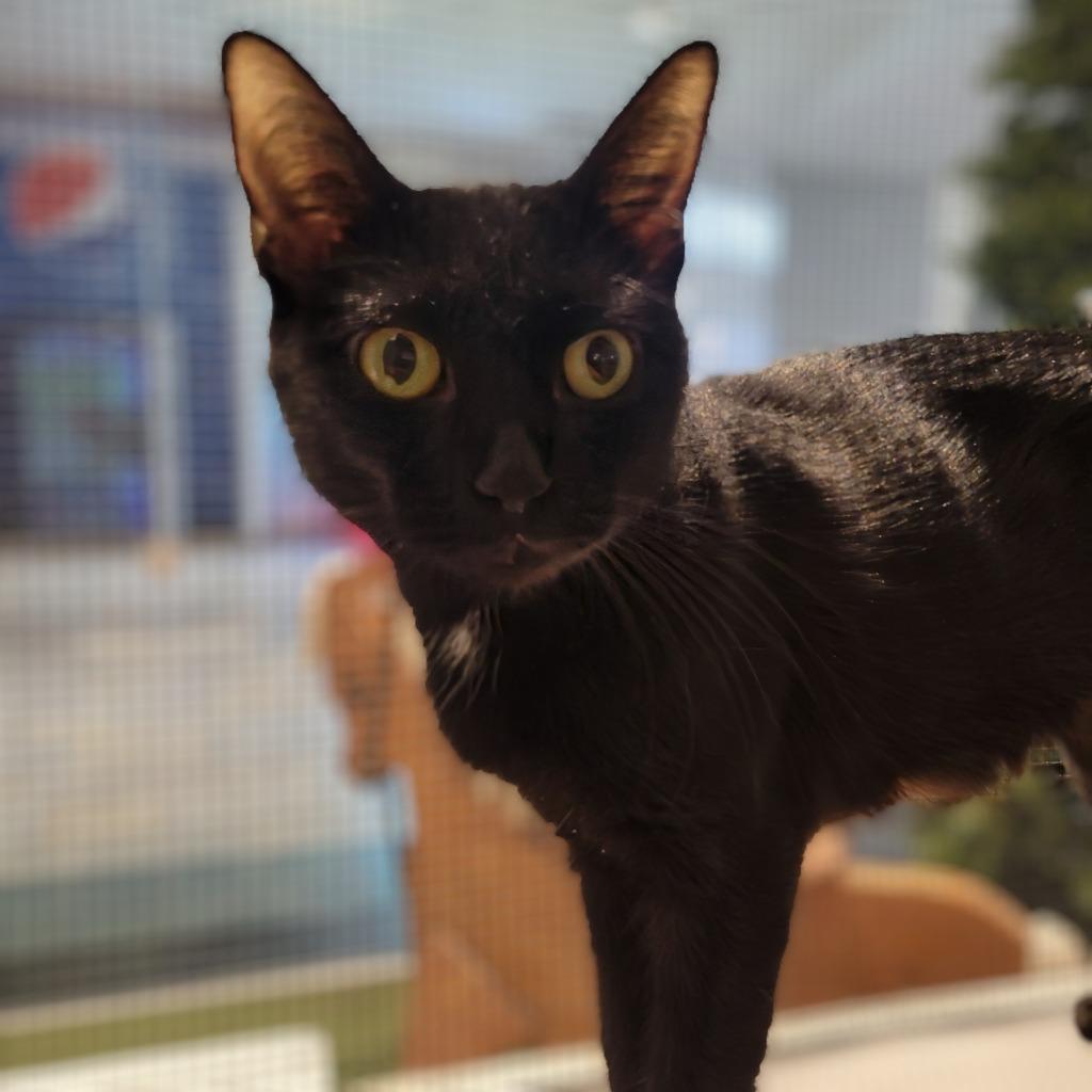 Bethany, Adoptable, Young Female Domestic Short Hair.