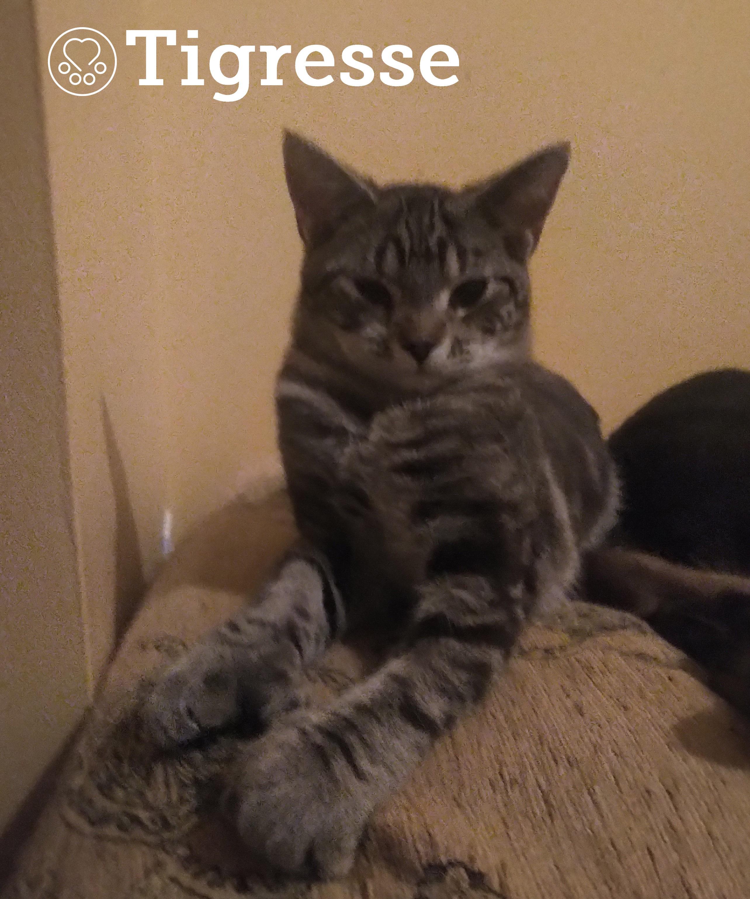 Tigresse, ADOPTABLE, Young Female Domestic Short Hair & Extra-Toes Cat / Hemingway Polydactyl.