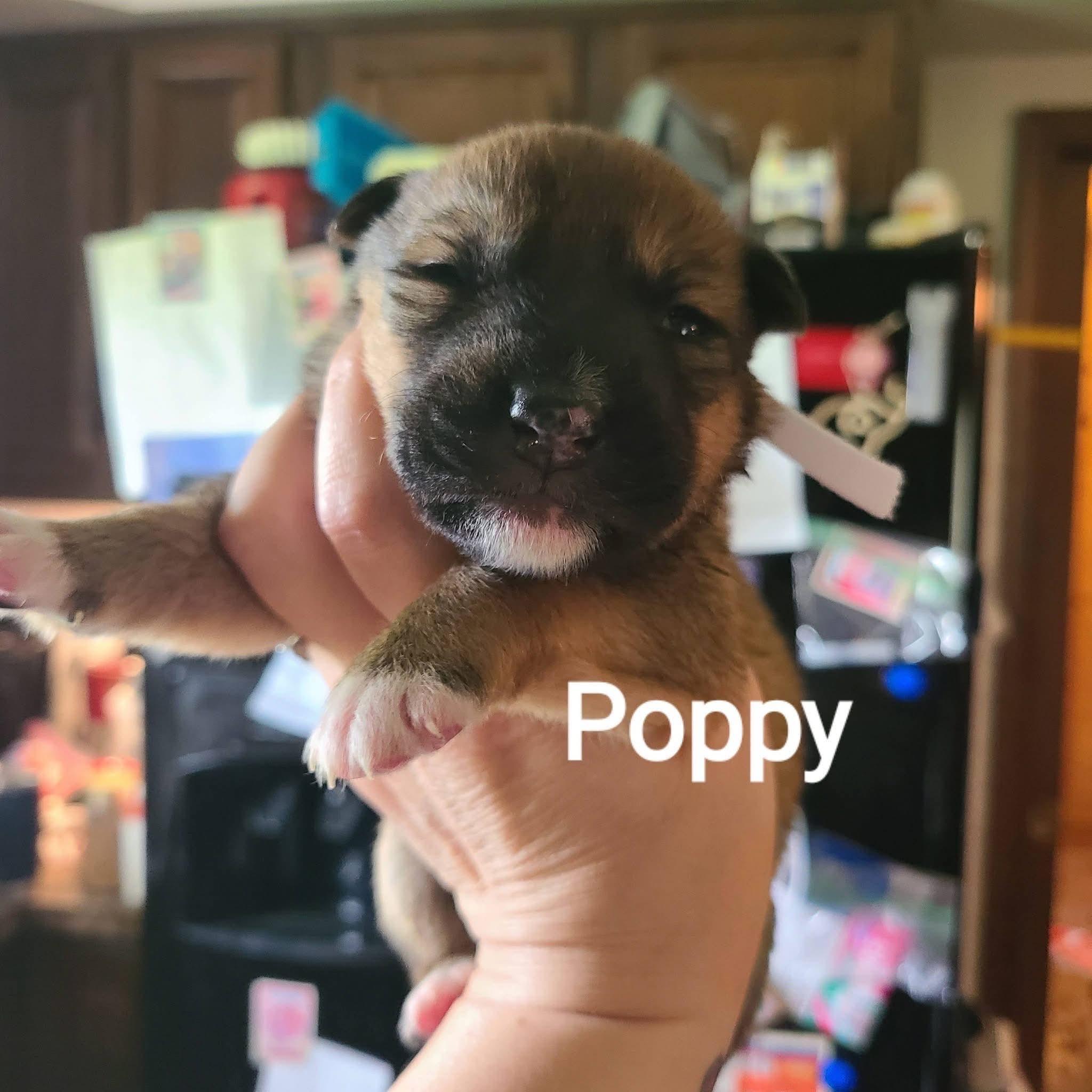 Poppy, ADOPTABLE, Puppy Female Pit Bull Terrier.