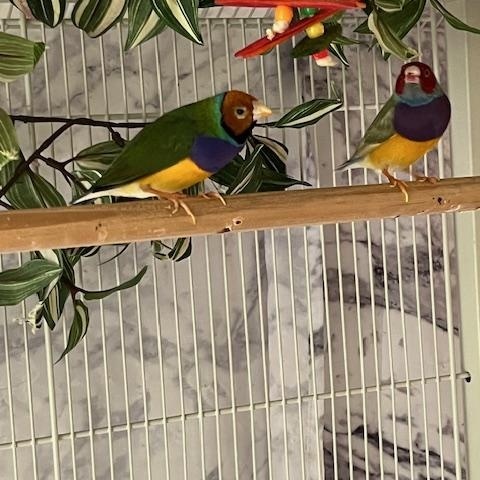 FINCHES, ADOPTABLE, Adult Male Finch & Canary.