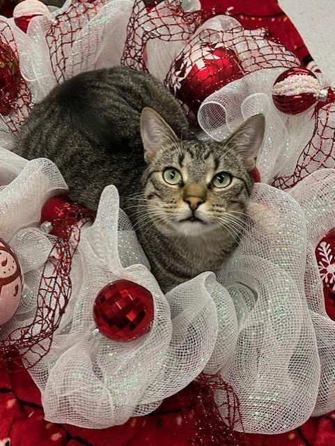 F34-23 Nemo, Adoptable, Kitten Male Domestic Short Hair.