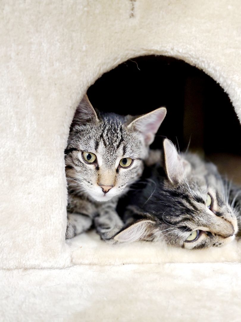 Enlarge F34-23 Nemo, a Adoptable Domestic Short Hair in Nassau Bay, TX image 2/5