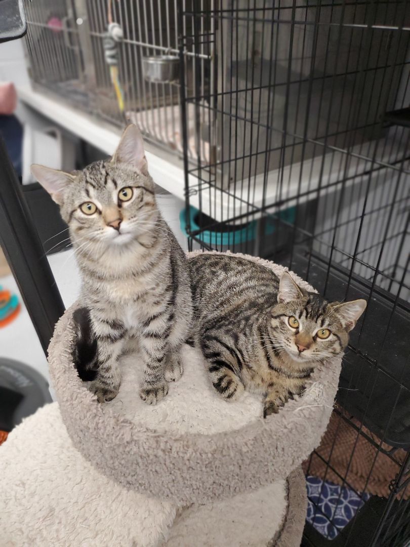 Enlarge F34-23 Nemo, a Adoptable Domestic Short Hair in Nassau Bay, TX image 4/5