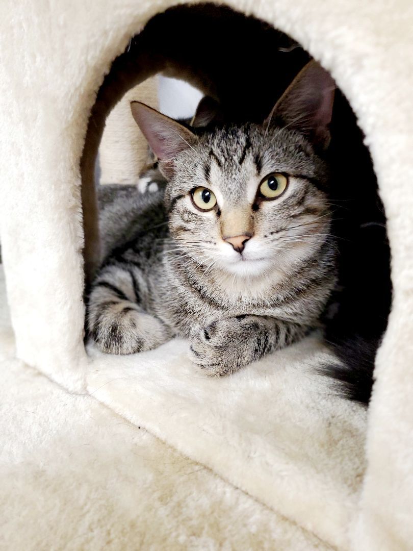 Enlarge F34-23 Nemo, a Adoptable Domestic Short Hair in Nassau Bay, TX image 5/5