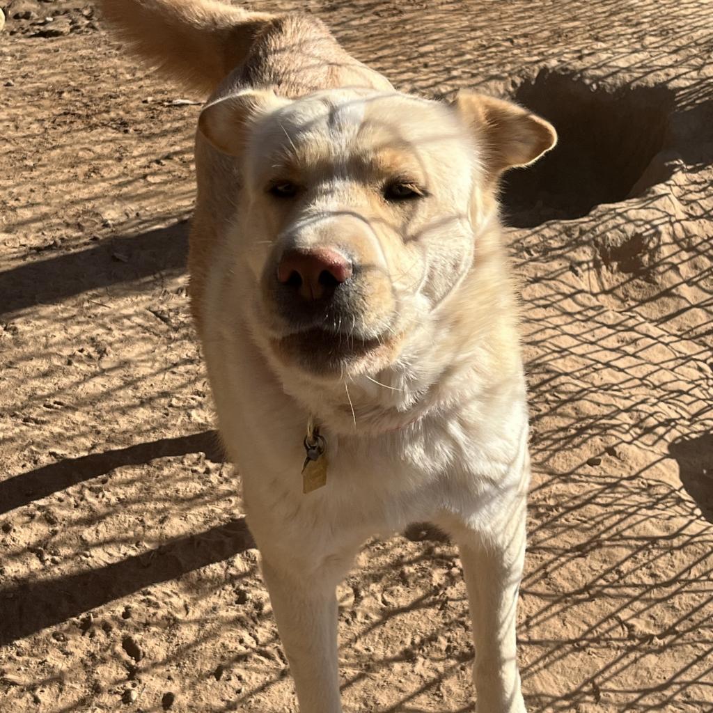 Enlarge Genji, a Adoptable mixed breed in Phoenix, AZ image 1/1