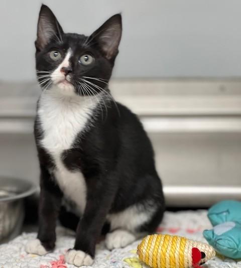 60925160, adopted, Young Female Domestic Short Hair.