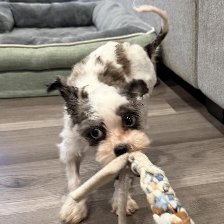 Lili, a Adoptable mixed breed in Scarborough, ON image 4/6