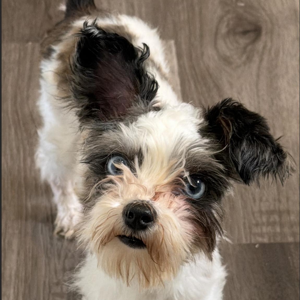 Lili, a Adoptable mixed breed in Scarborough, ON image 1/6