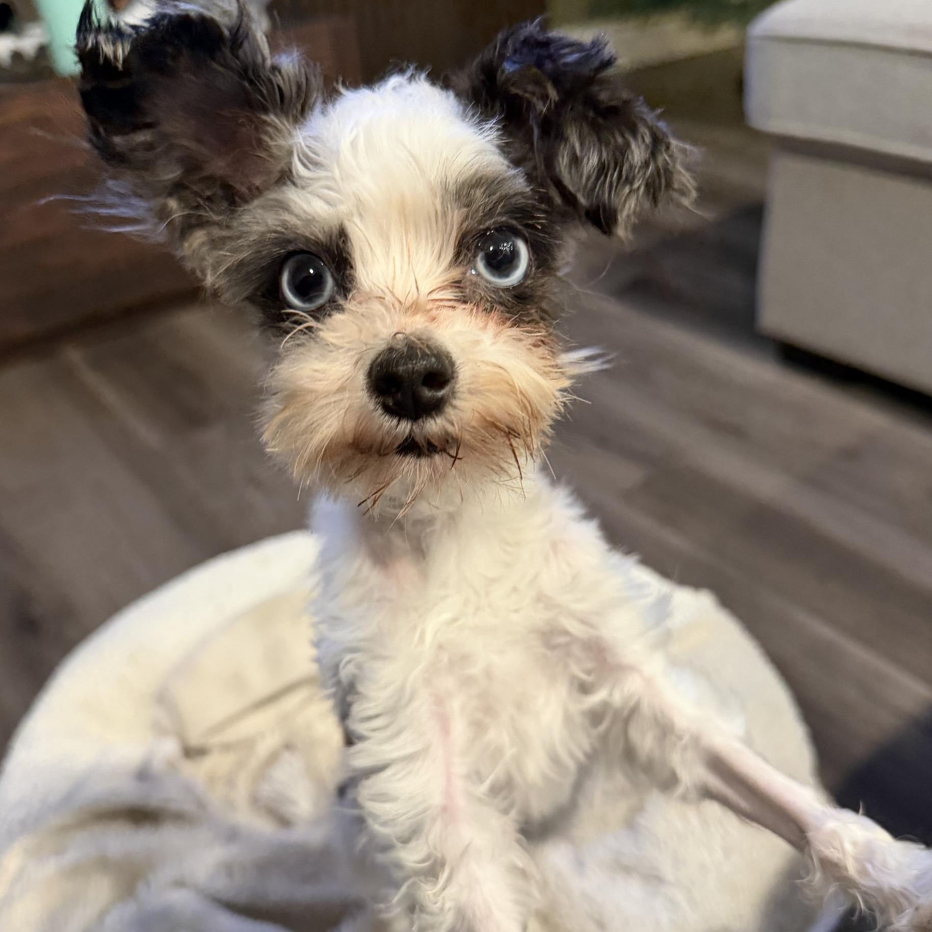 Lili, a Adoptable mixed breed in Scarborough, ON image 5/6