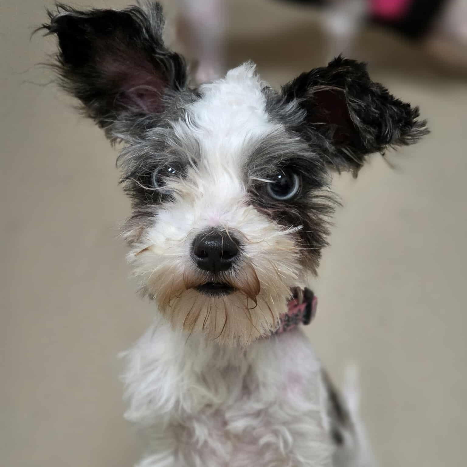 Lili, a Adoptable mixed breed in Scarborough, ON image 3/6