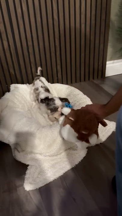 Enlarge Lili, a Adoptable mixed breed in Scarborough, ON video 6/6