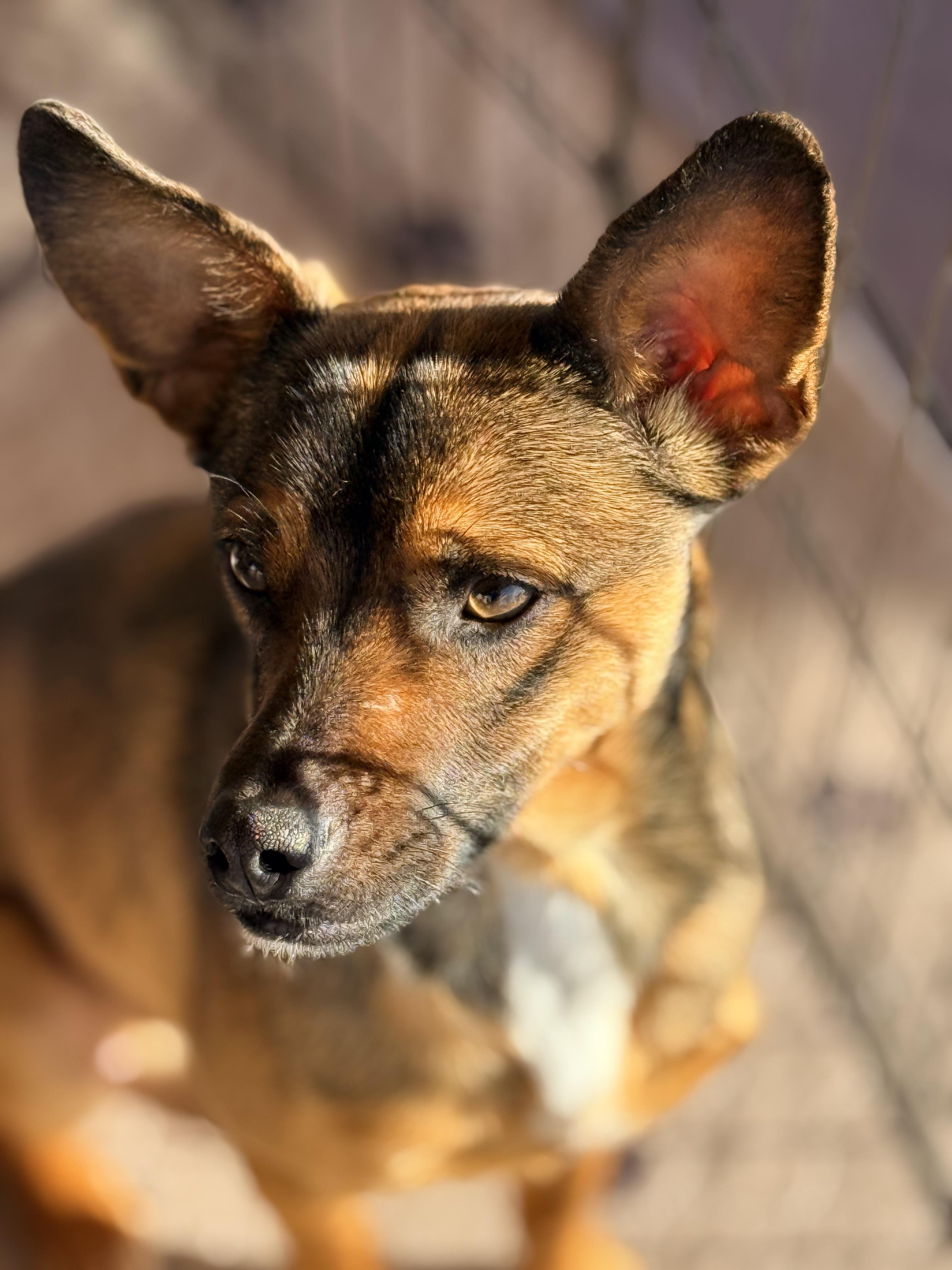 Enlarge Grogu, a Adoptable Chihuahua in modesto, CA image 1/3