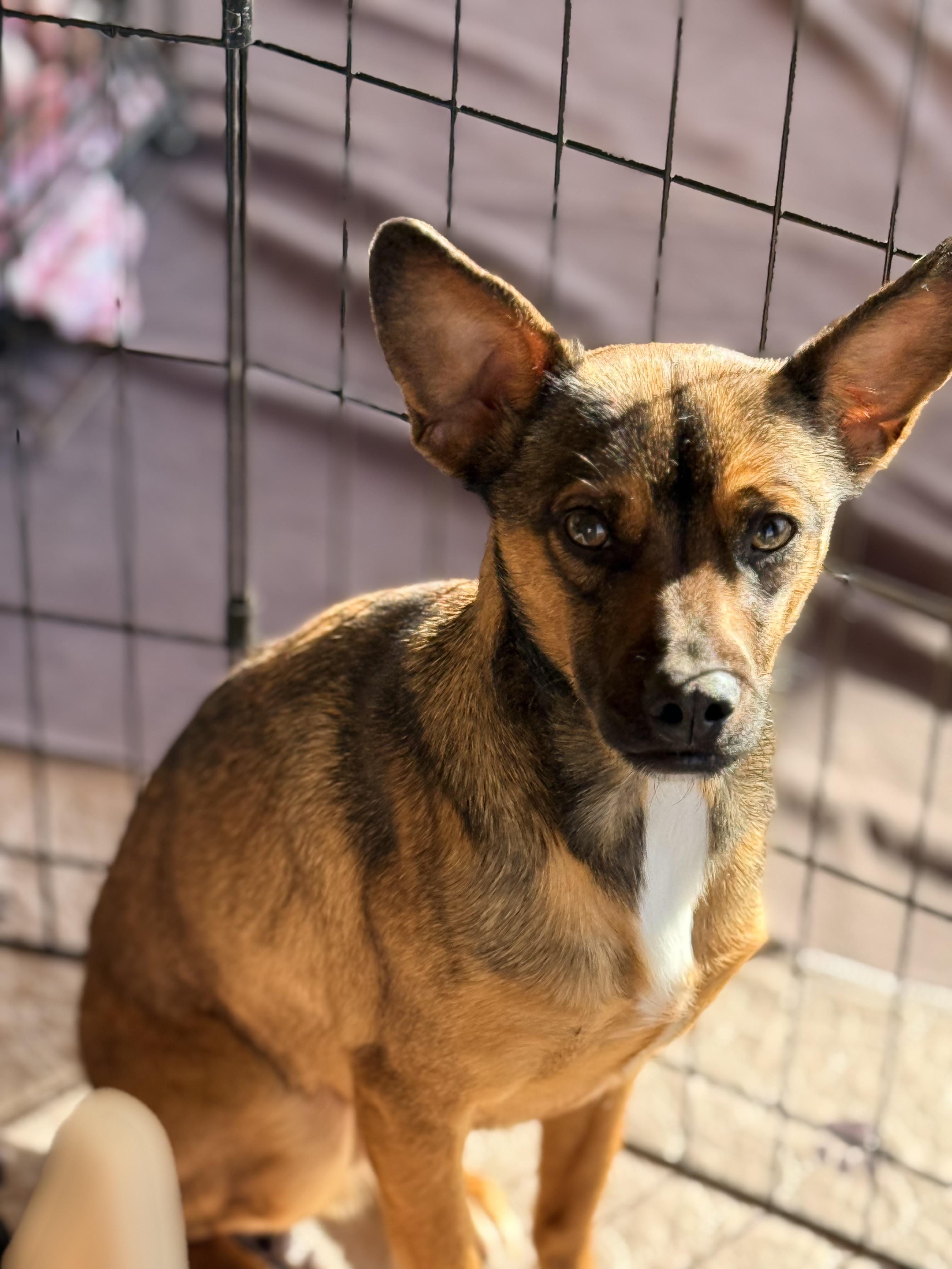 Enlarge Grogu, a Adoptable Chihuahua in modesto, CA image 3/3