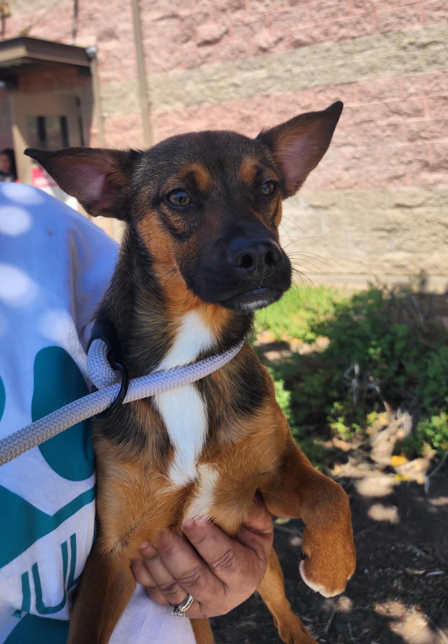 Enlarge Grogu, a Adoptable Chihuahua in modesto, CA image 1/1